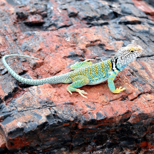 Complete Reptile Setups: Kits for All Species - Reptile Centre