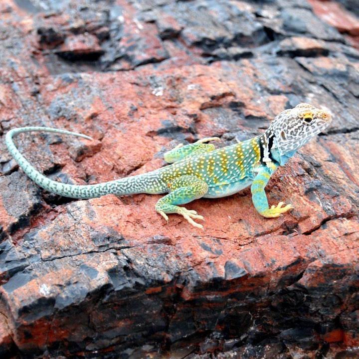 Complete Reptile Setups: Kits for All Species - Reptile Centre