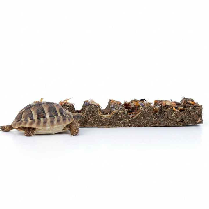 PR Tortoise Flower Foraging Bar 45g with tortoise trying to eat the bar
