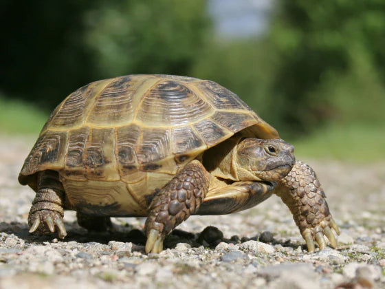 Horsfield Tortoise Setup
