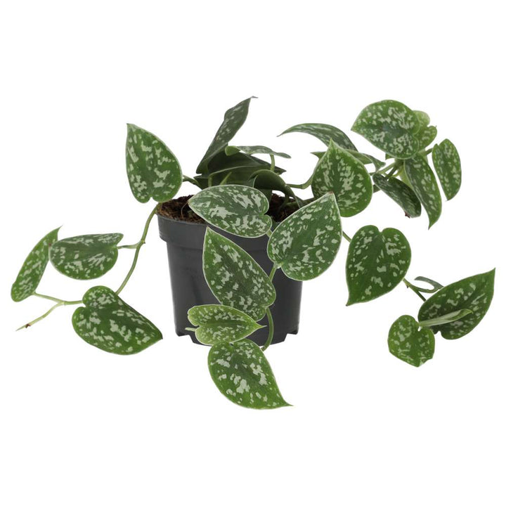 ProRep Live Plant Inch Plant &