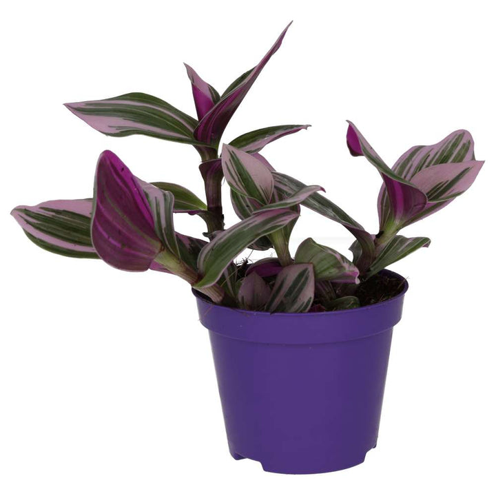 ProRep Live Plant Inch Plant &