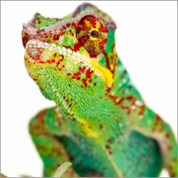 Panther Chameleons For Sale