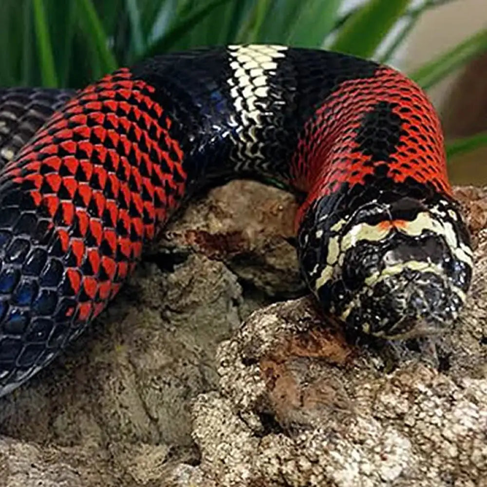 A picture of Rani, one of Northampton Reptile Centres pet tricolor hognoses laying on a cork decoration.