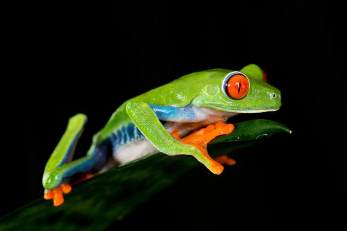 Red Eyed Tree Frog Setup