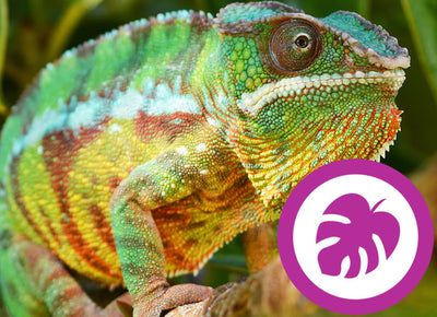 Reptile Rewards
