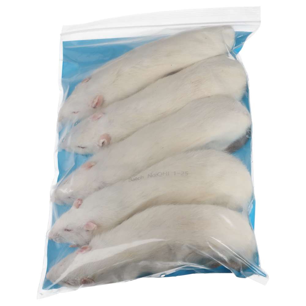 PLT Frozen Rats Jumbo 350g+ 5 pack reverse