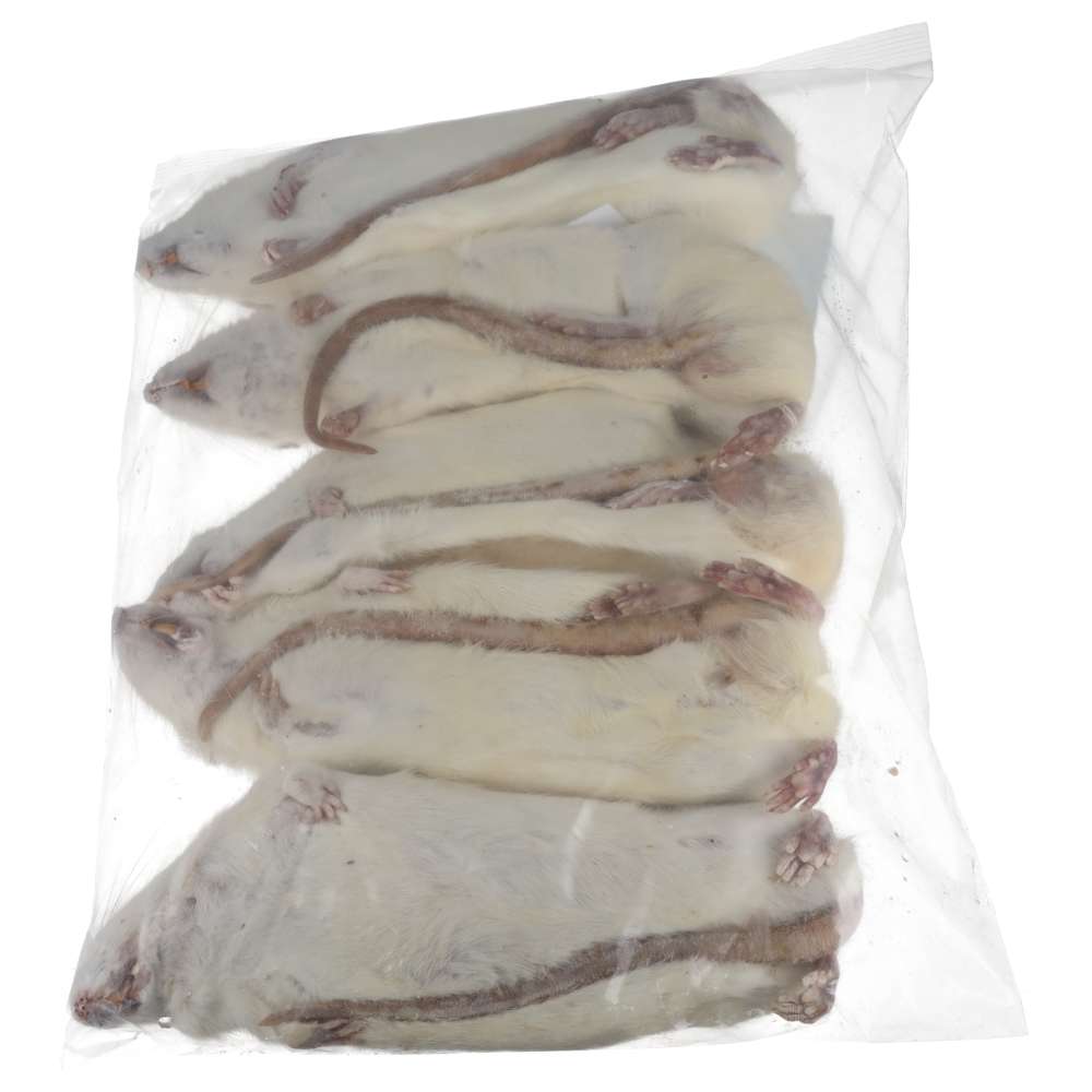 PLT Frozen Rats Ex-Breeder 500g+ 5 Pack Reverse