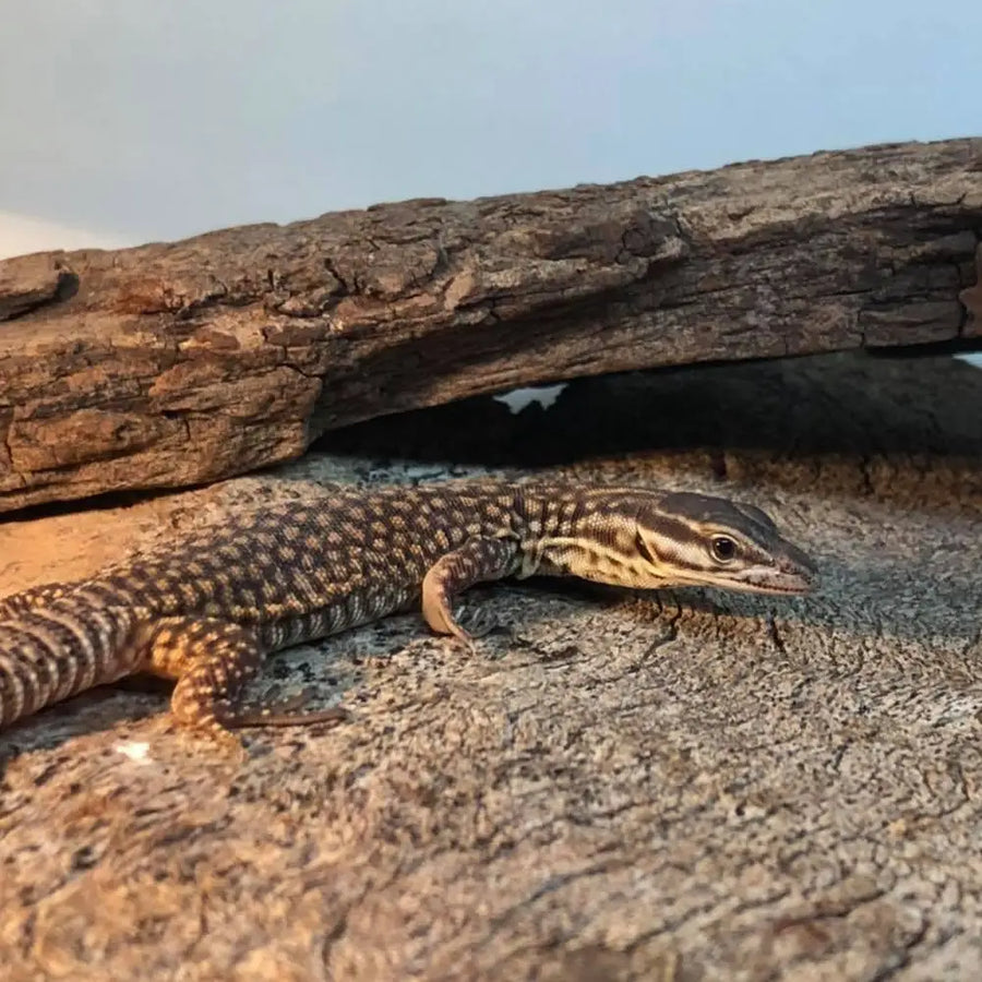 Spiny Tail Monitor Setup