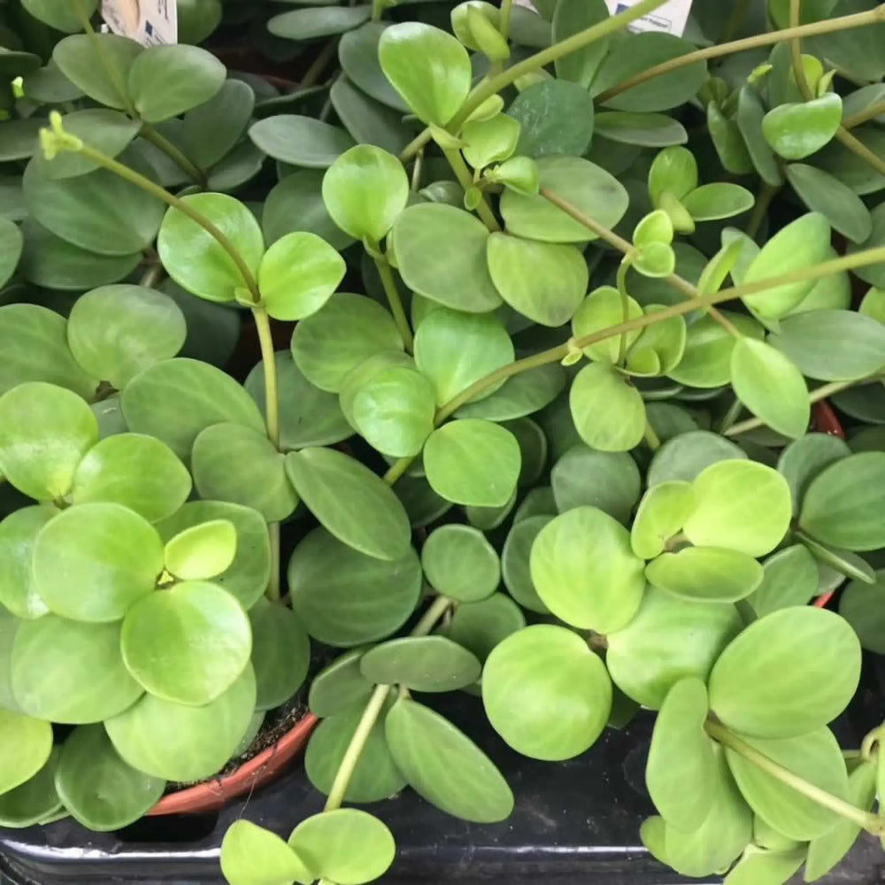 Buy Acorn Peperomia (Peperomia tetraphylla 'hope') (PPL431L) Online at £9.49 from Reptile Centre