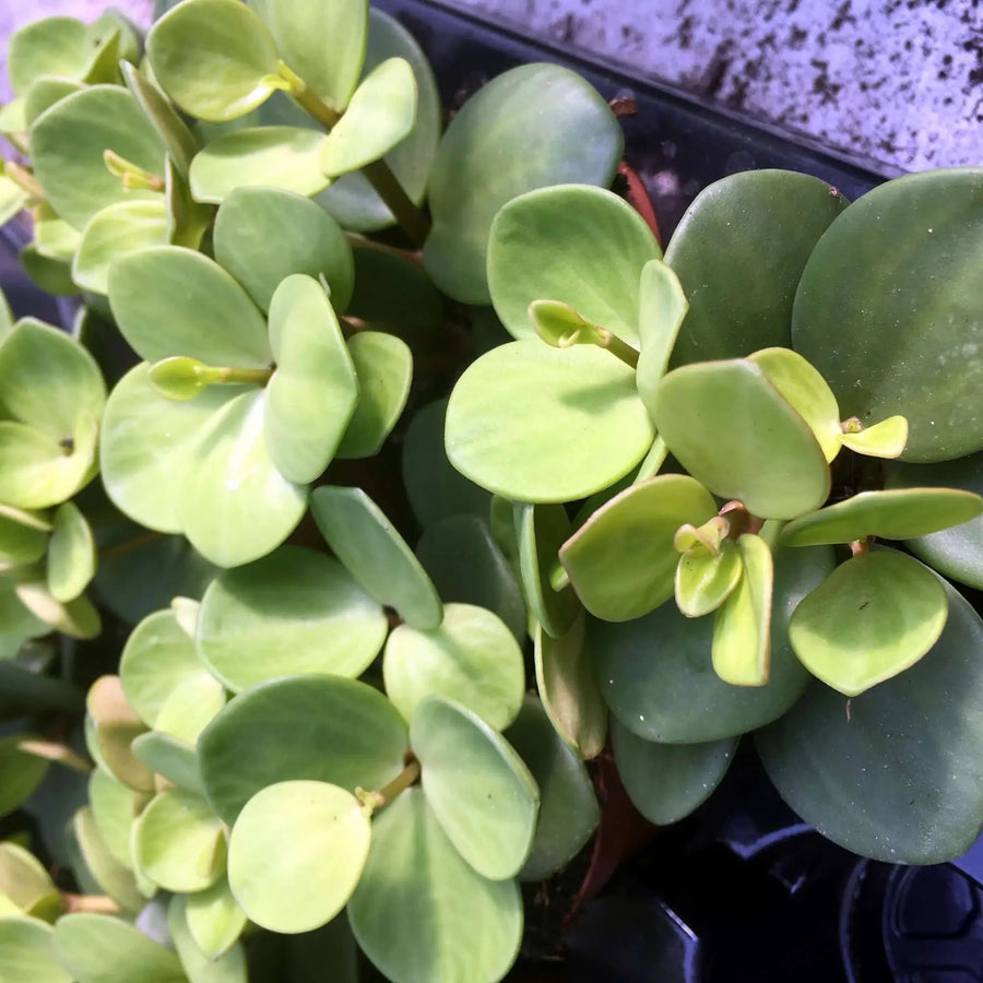 Buy Acorn Peperomia (Peperomia tetraphylla 'hope') (PPL431) Online at £3.79 from Reptile Centre