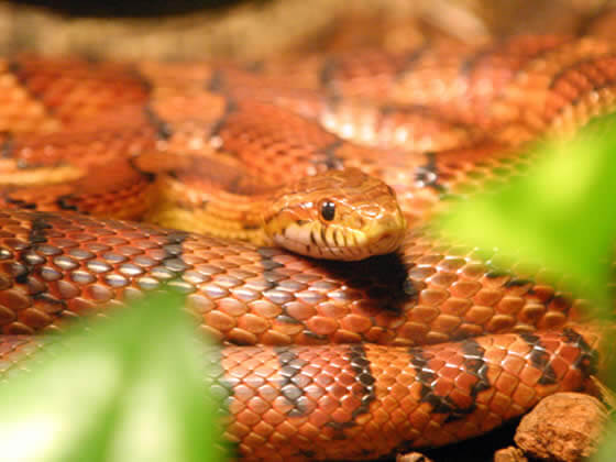 Corn Snake Setup