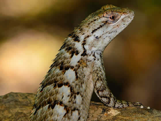 Crevice Lizard Setup
