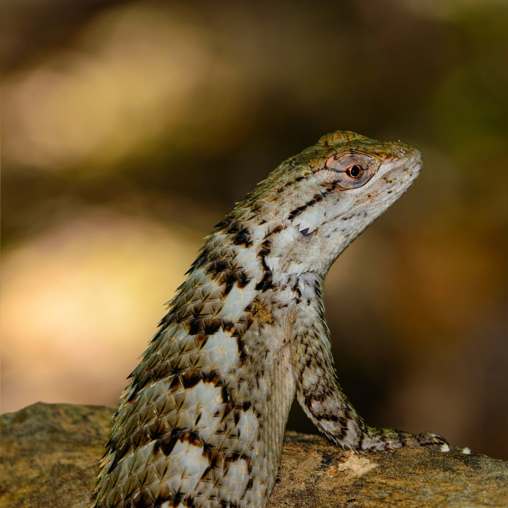 An adult crevice spiny lizard standing on a rock against a blurry background