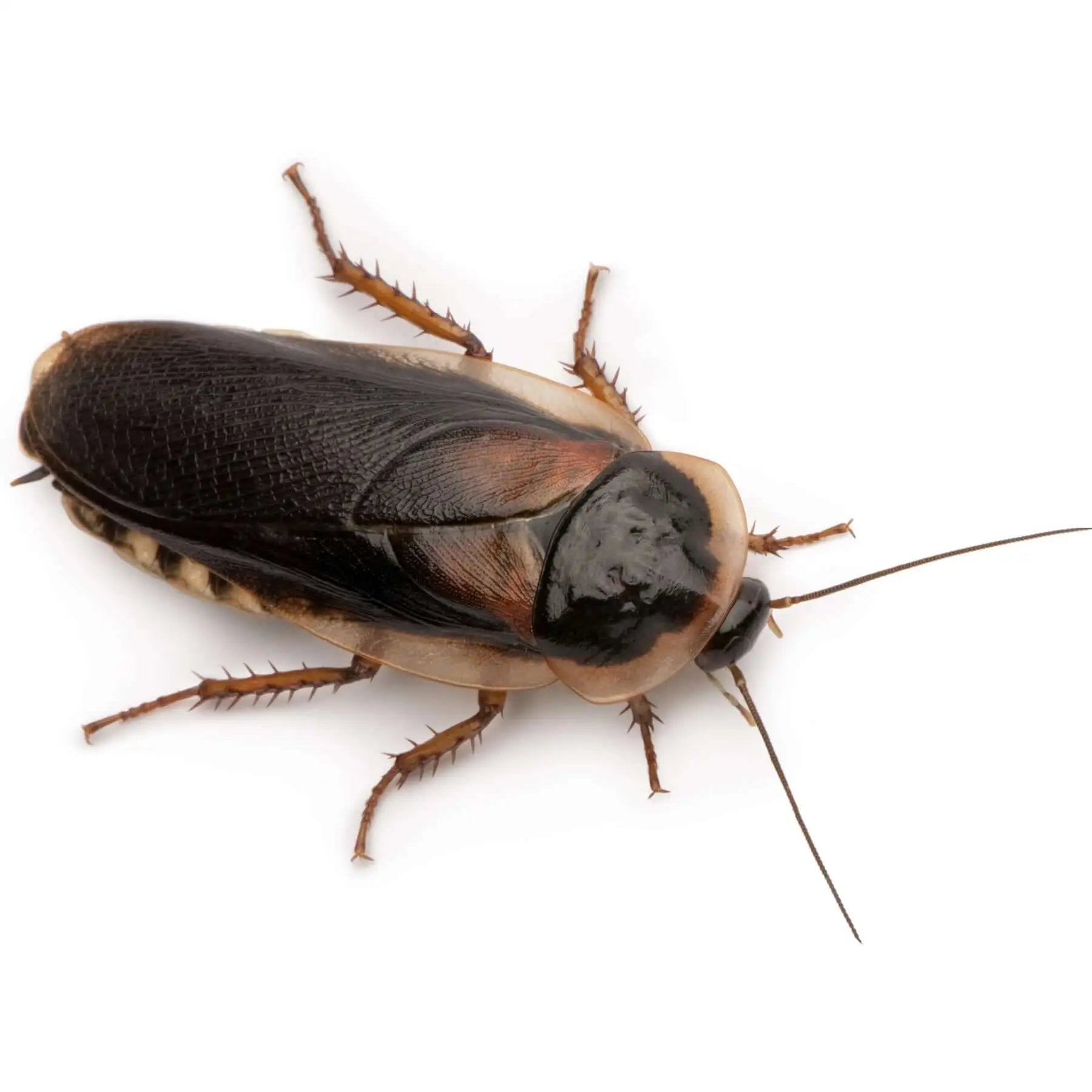 Dubia Cockroaches 30 35mm