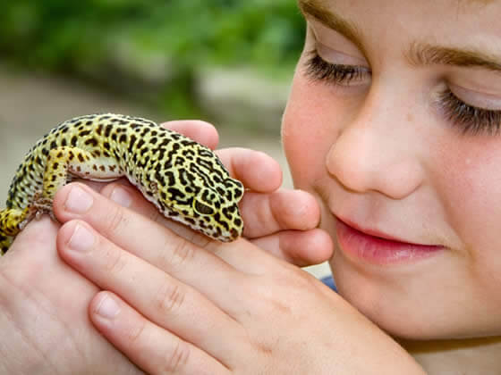 Leopard Geckos For Sale