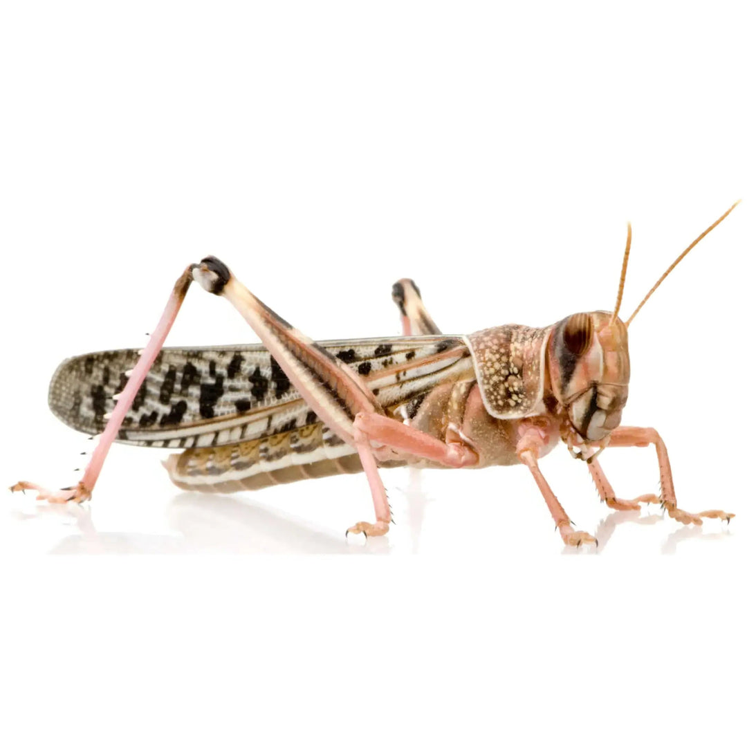 Buy Adult Locusts 60-80mm (A051) Online at £2.39 from Reptile Centre