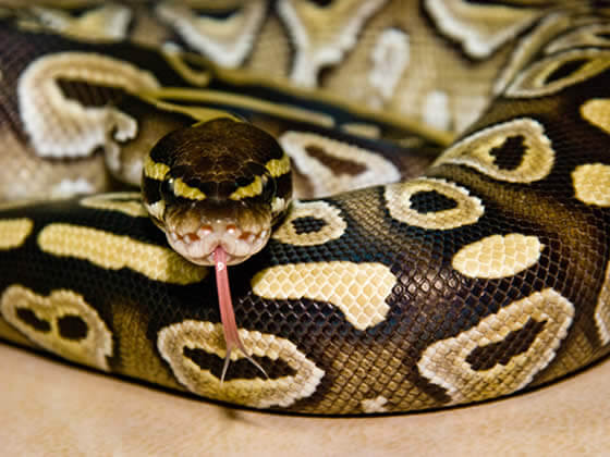 Snake Ceramic Heaters
