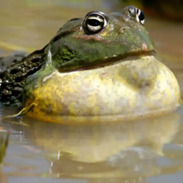 Buy African Bull Frog Setup online