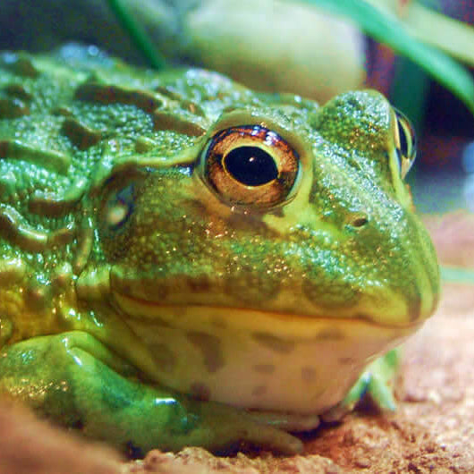 Close up of african bull frog