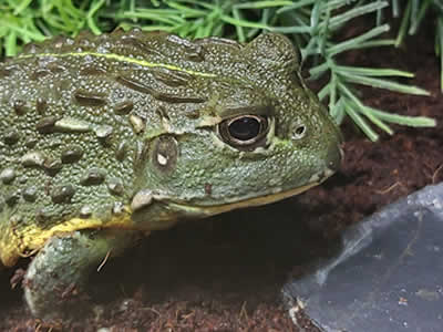 Giant African Bullfrog Set-up