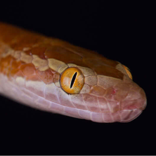 Close up of African house snake