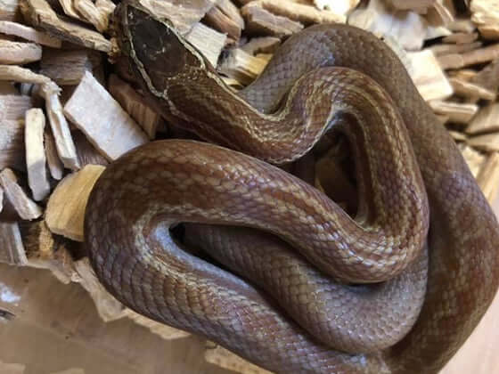 African House Snake