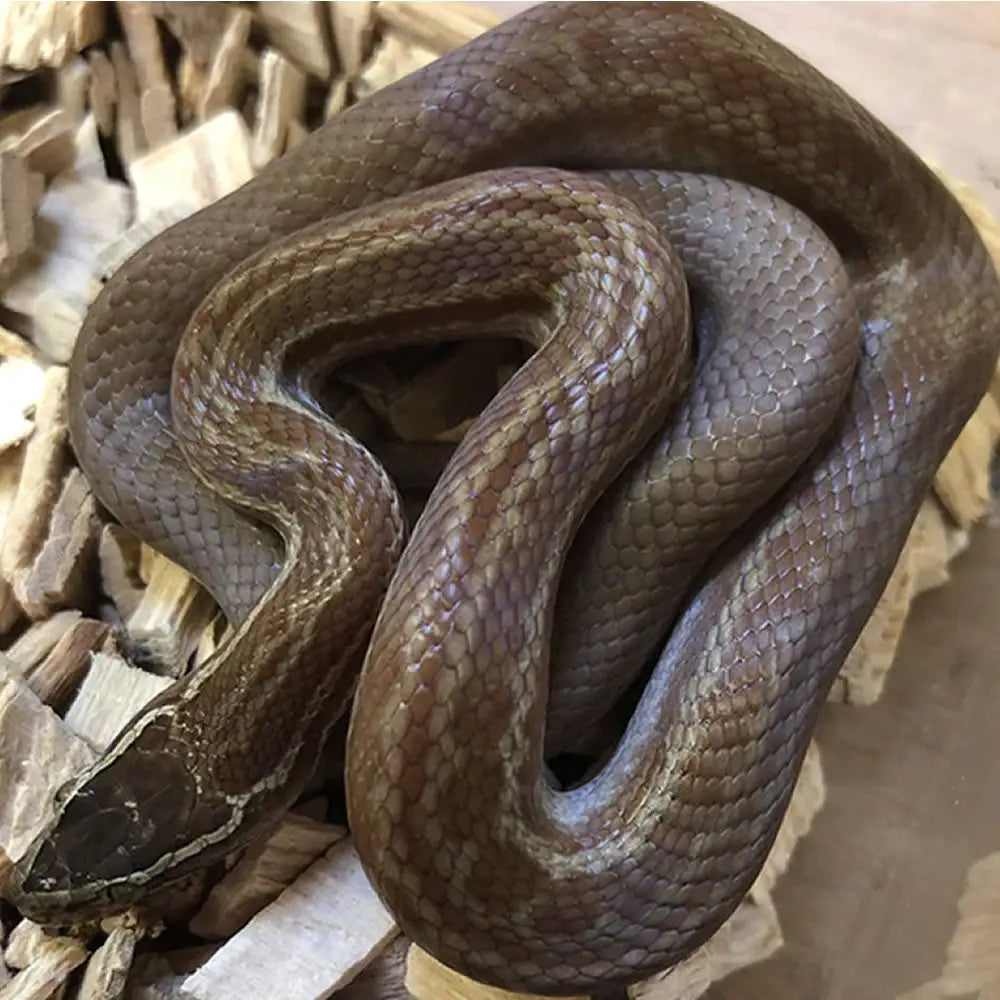 African House Snake Setup – Northampton Reptile Centre