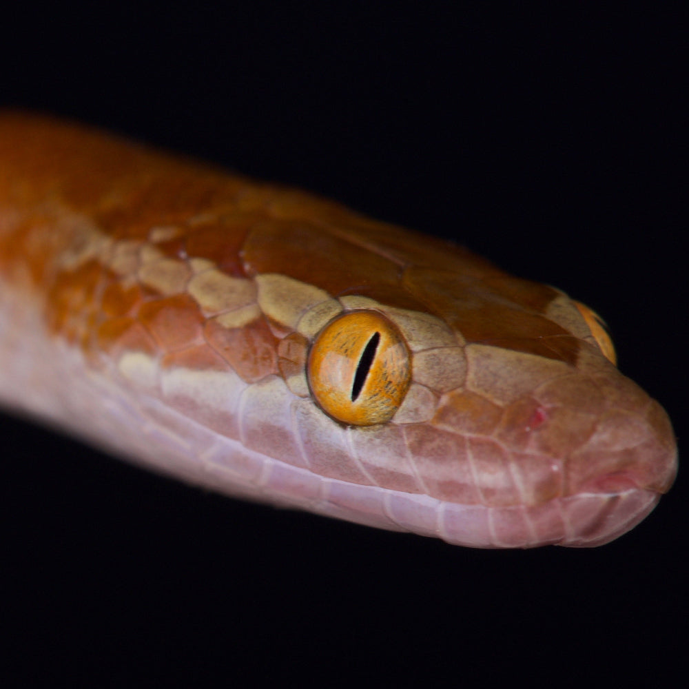 A hi-res closeup of an African house snake against a black background