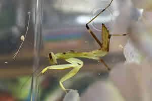Giant African Mantis Setup
