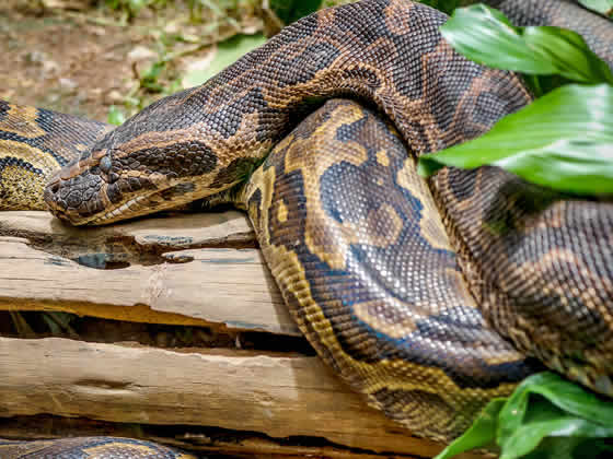 African Rock Python Setup