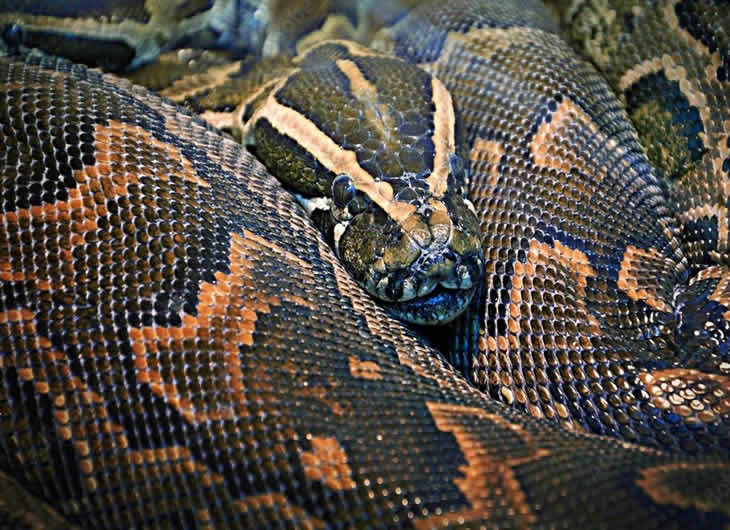 African Rock Python Care Guide: Diet, Enclosure & Temperature Needs