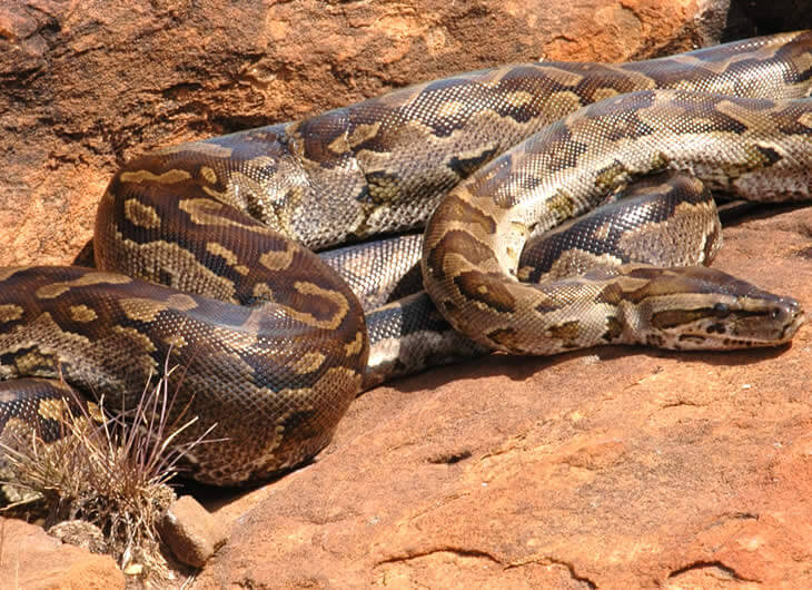 Buy African Rock Python Setup Online