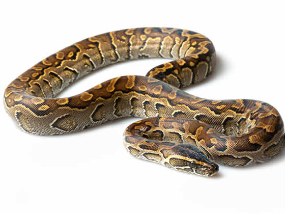 African Rock Python Care Guide: Diet, Enclosure & Temperature Needs