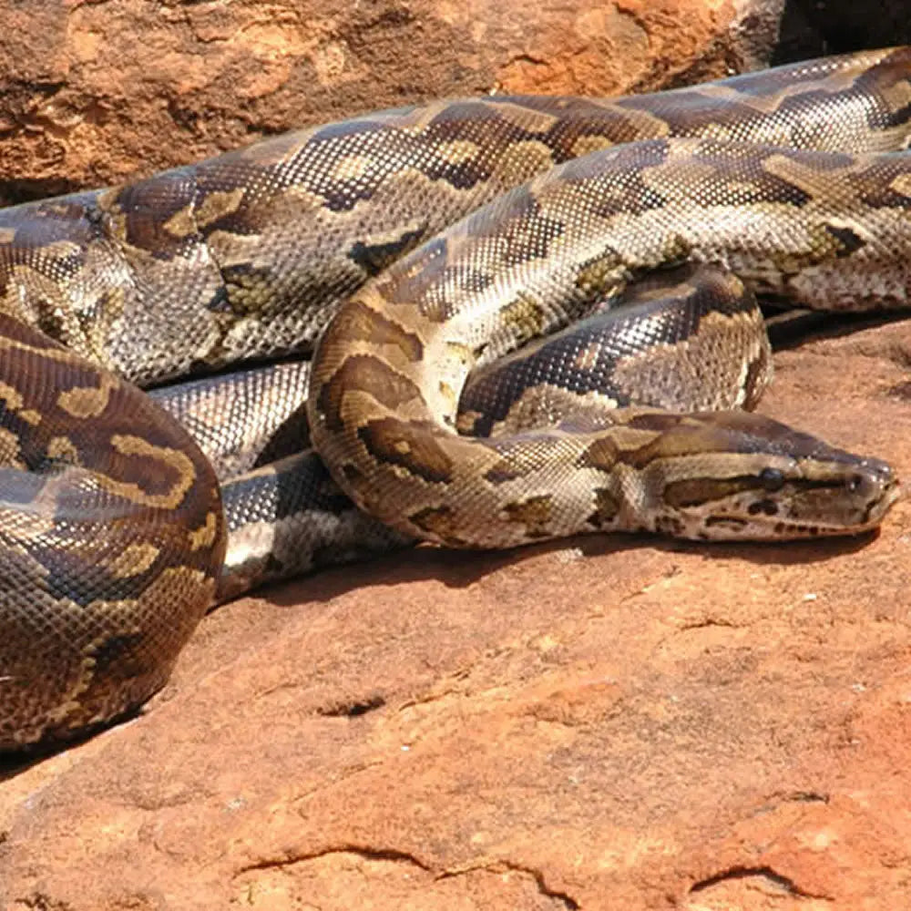 Greer Rock Python Buy African Rock Python Setup Online