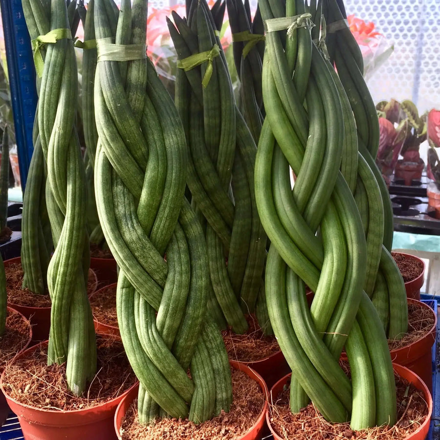 Buy African Spear 'Braided' (Sansevieria cylindrica) (PPL035) Online at £18.99 from Reptile Centre