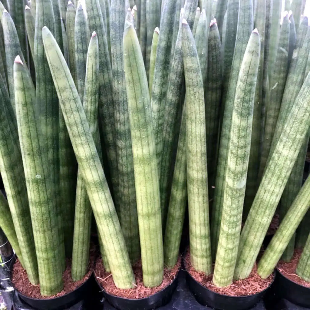 Buy African Spear (Sansevieria cylindrica) online