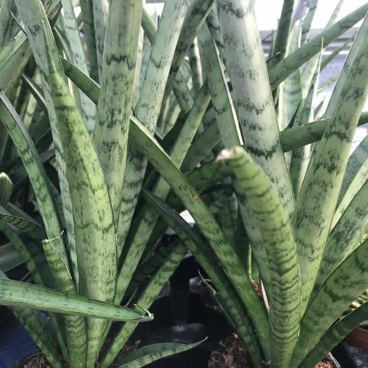 Buy African Spear (Sansevieria cylindrica) (PPL034M) Online at £11.39 from Reptile Centre