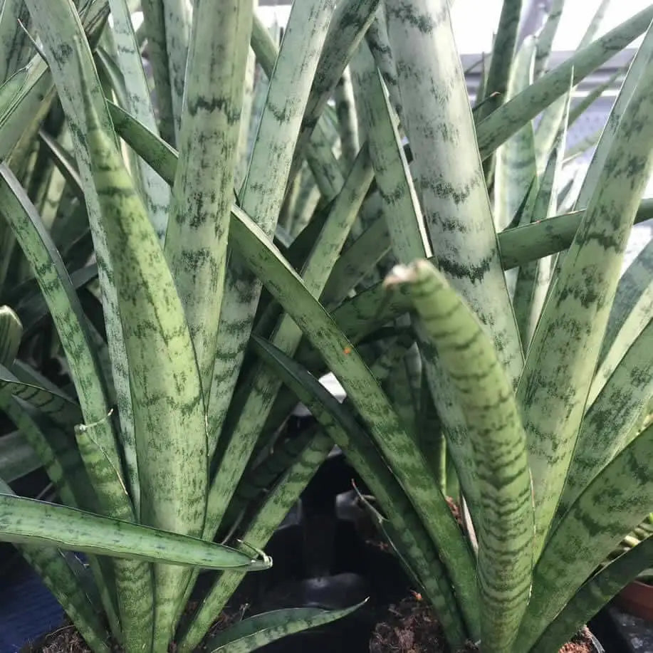 Buy African Spear (Sansevieria cylindrica) online