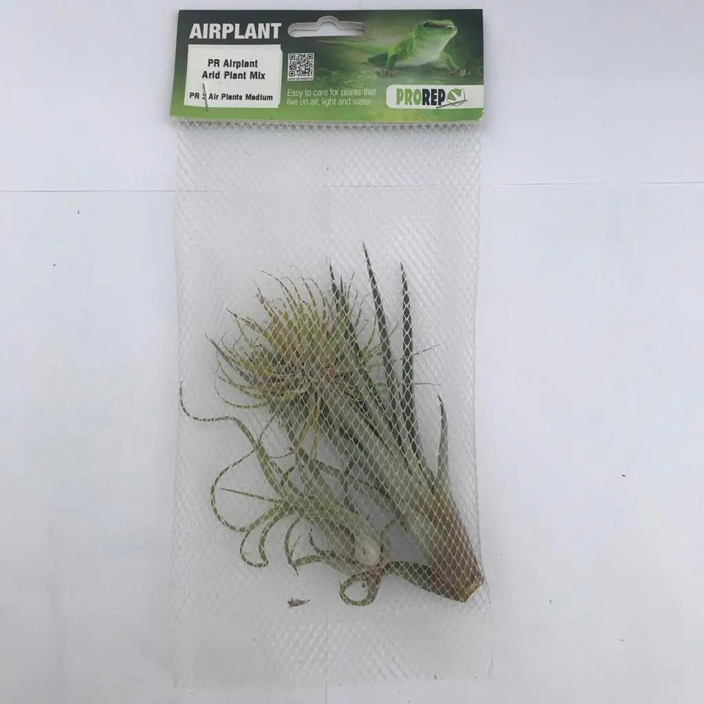 Buy Airplant Arid Plant Mix - 3 Assorted Plants online