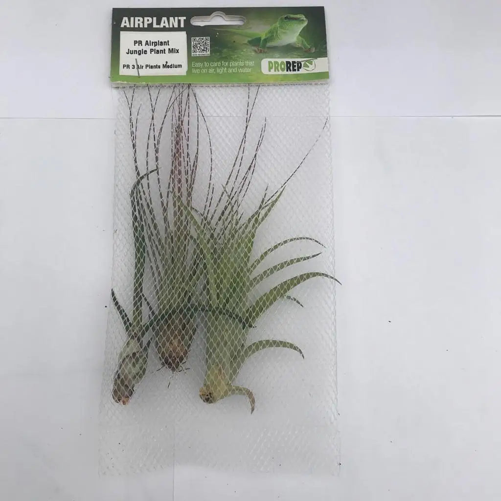 Buy Airplant Jungle Plant Mix - 3 Assorted Plants online
