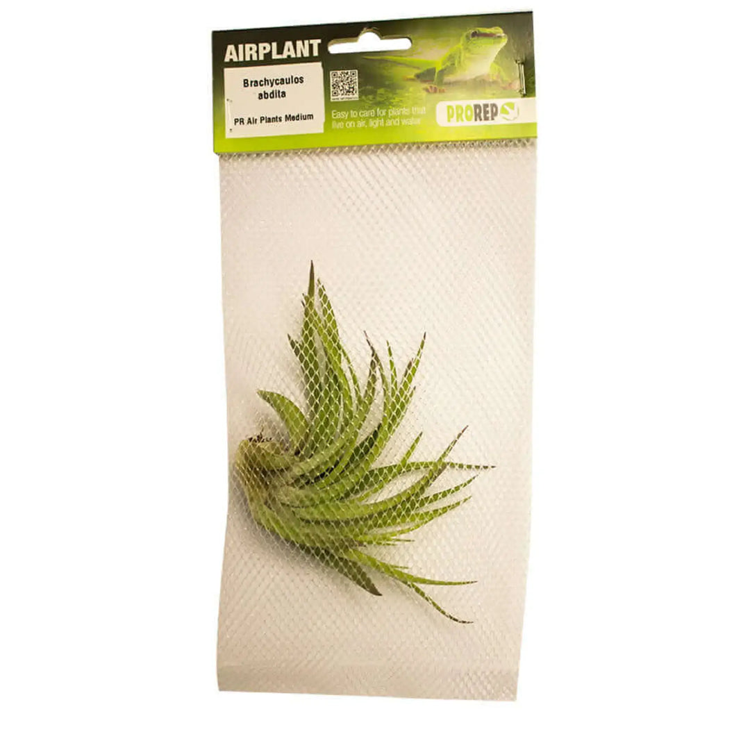 Buy Airplant - Tillandsia brachycaulos var. abdita (PPA025) Online at £5.22 from Reptile Centre