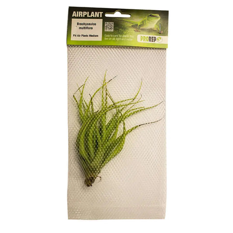 Buy Airplant - Tillandsia brachycaulos var. multiflora online