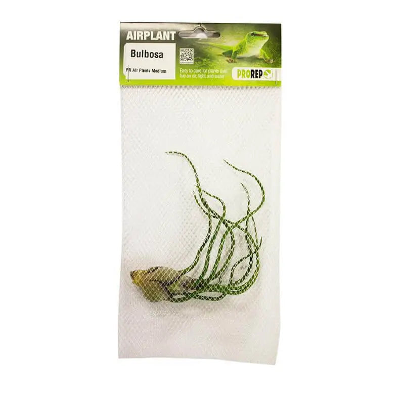 Buy Airplant - Tillandsia bulbosa online