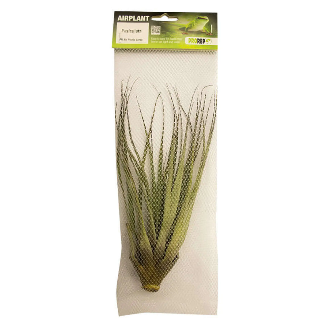 Buy Airplant - Tillandsia fasciculata (PPA055) Online at £6.99 from Reptile Centre