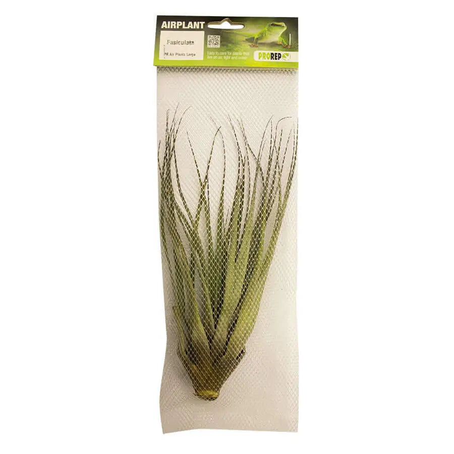 Buy Airplant - Tillandsia fasciculata online
