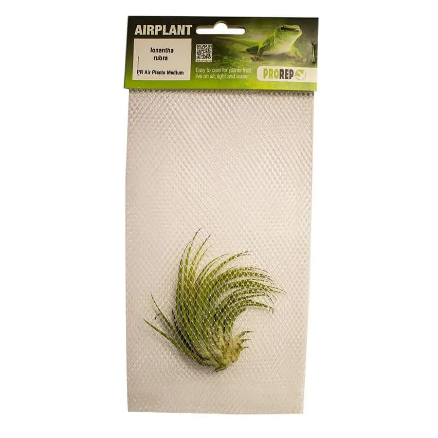 Buy Airplant - Tillandsia ionantha 'Rubra' online