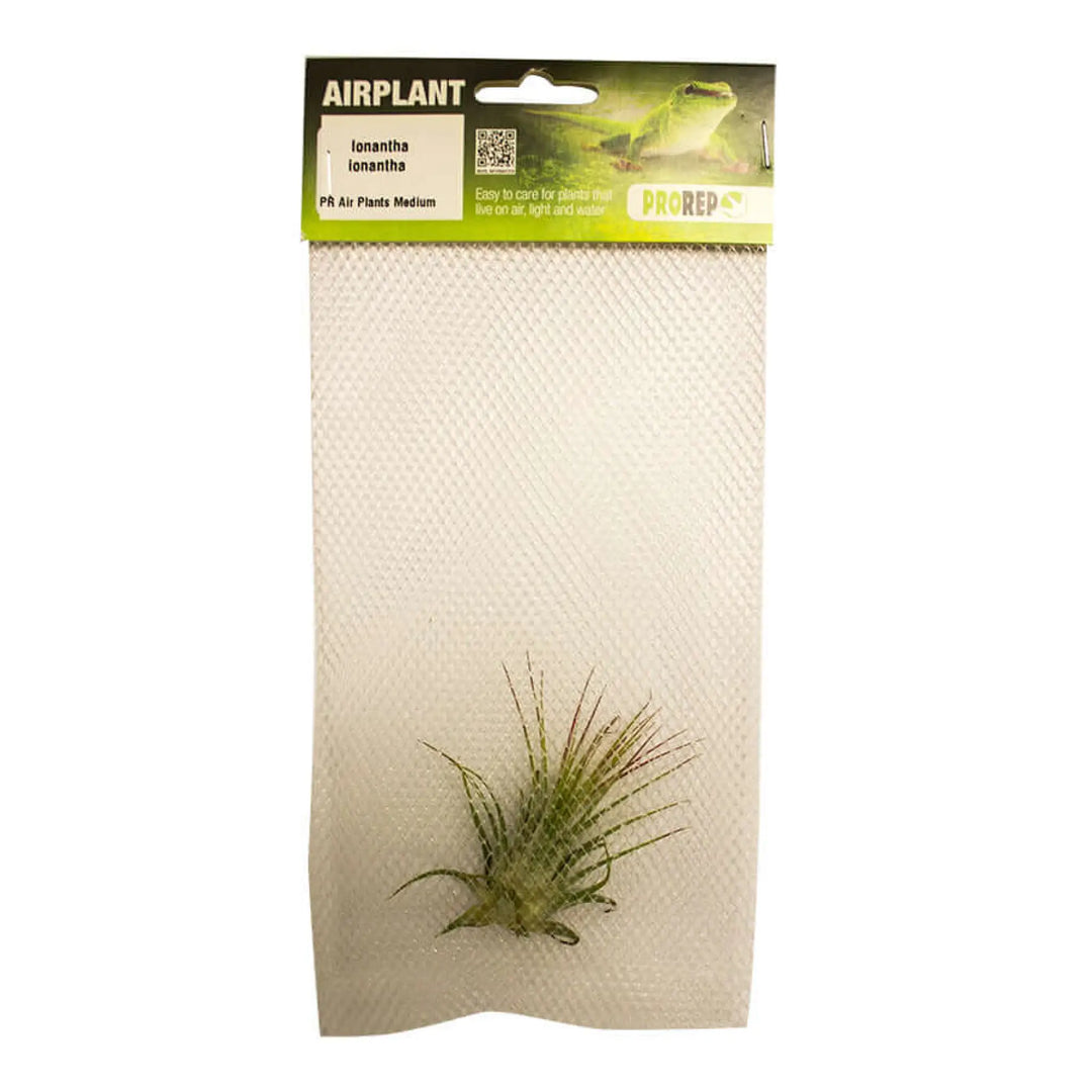 Buy Airplant - Tillandsia ionantha var. ionantha (PPA005) Online at £5.29 from Reptile Centre