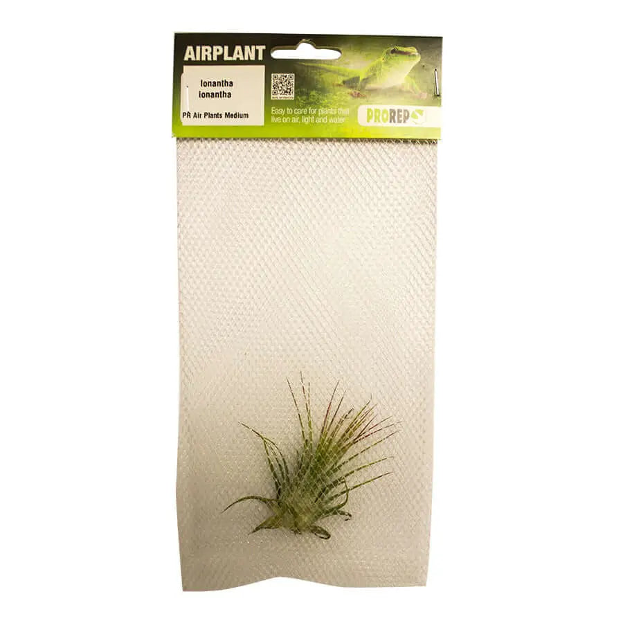 Buy Airplant - Tillandsia ionantha var. ionantha online