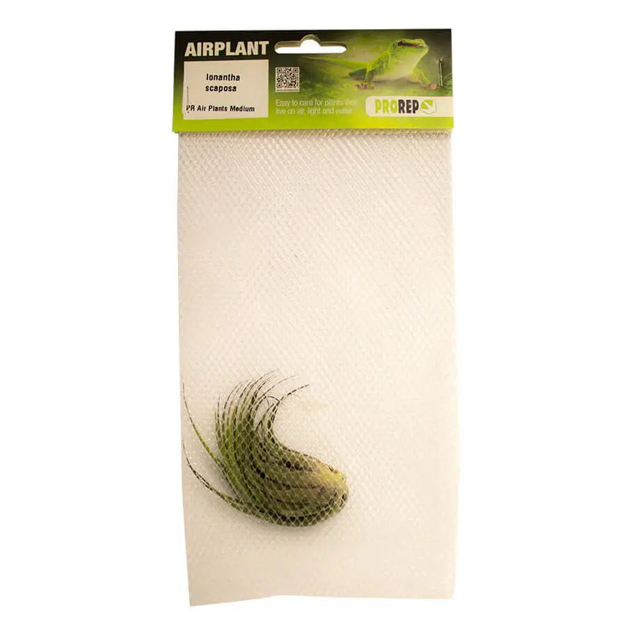 Buy Airplant - Tillandsia ionantha var. scaposa (T. kolbii) online